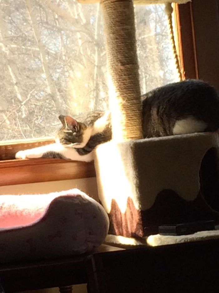 Dusty Always Lays With His Arms Out And Butt In The Air.