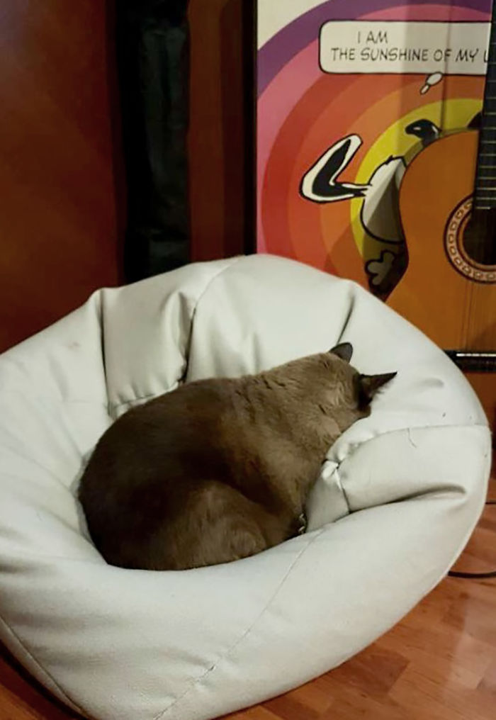 Clambering Up Beanbags Is Exhausting Work For A Fat Cat.