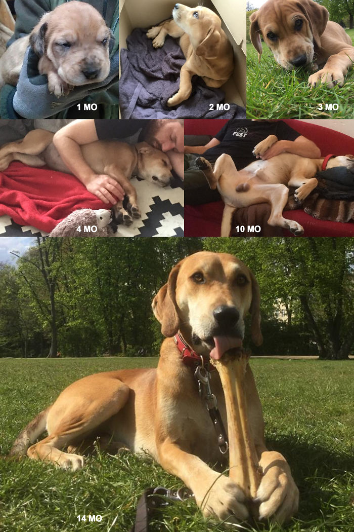 Beauregard (bowie) Grows!