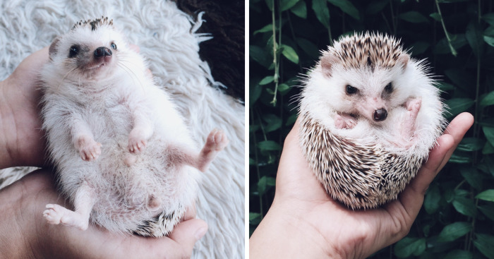 Meet Pokey, My First Hedgehog Pet