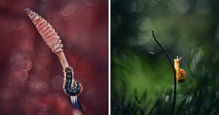 I Capture The Beautiful Polish Nature Through A Macro Lens