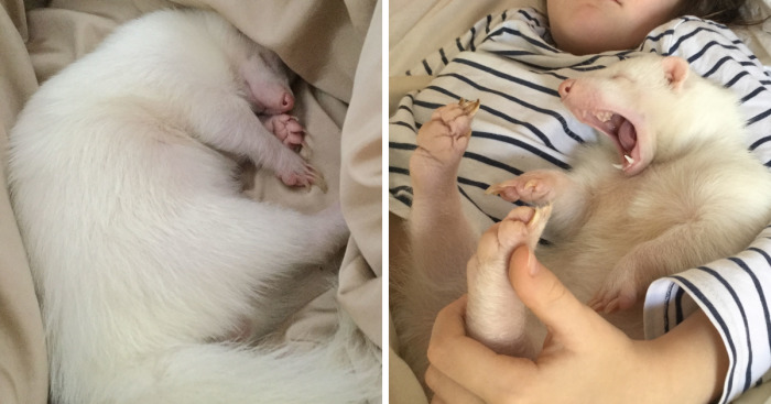 Snowy, The Adorable Sleepy Albino Skunk
