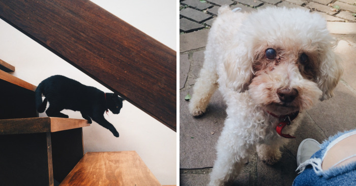 My Family And I Were Adopting Rescued Pets Since 2009 And This Is What We Got