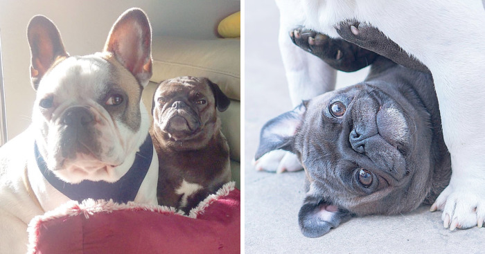 Furry Ying And Furry Yang