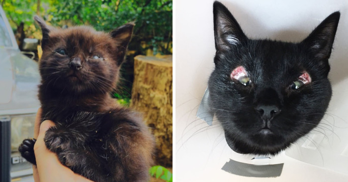 Meet Inky, The Kitten With No Eyelids