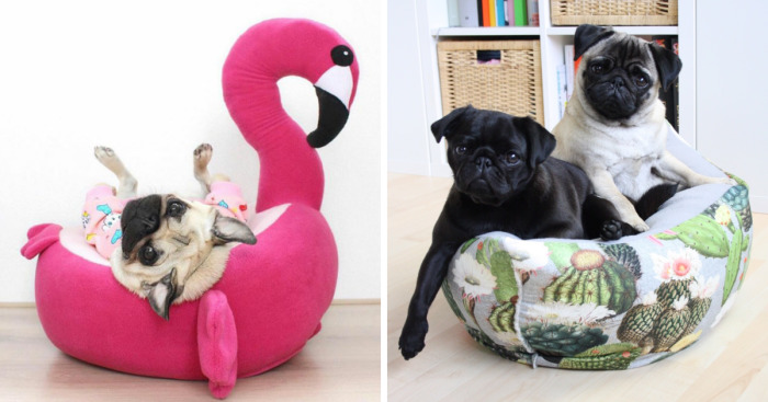 These Pugs Have The Hardest Job