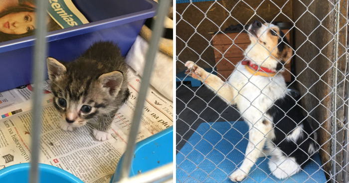 They Saved More Than 1000 Cats And Dogs Last Year