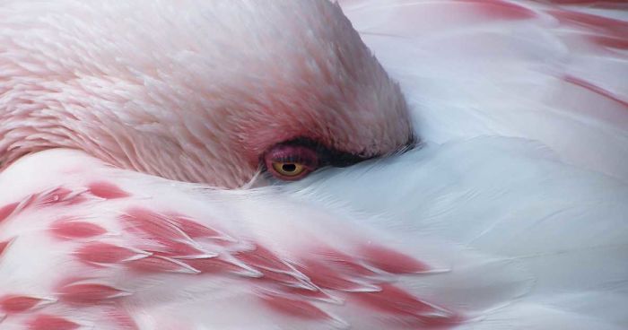 84 Gorgeous Flamingo Pics To Celebrate Pink Flamingo Day
