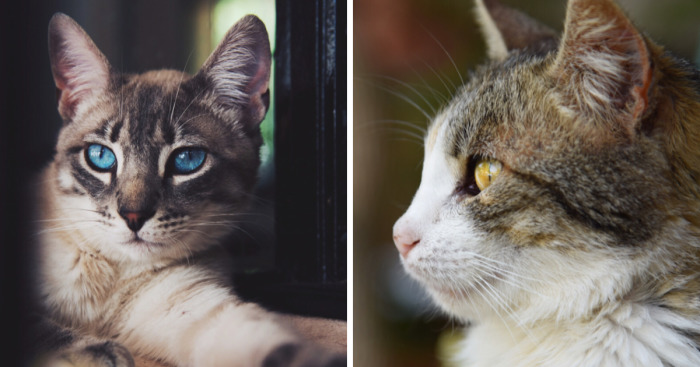 I Photographed Homeless Cats In A Rescue Center That Nobody Wants