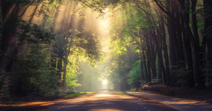 Collection Of Amazing Sunrays In The Forest In The Netherlands