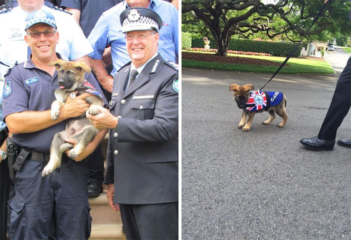Police Dog Gets Fired For Being Too Friendly, Later Receives An Even Better Job Offer Police Dog Gets Fired For Being Too Friendly, Later Receives An Even Better Job Offer