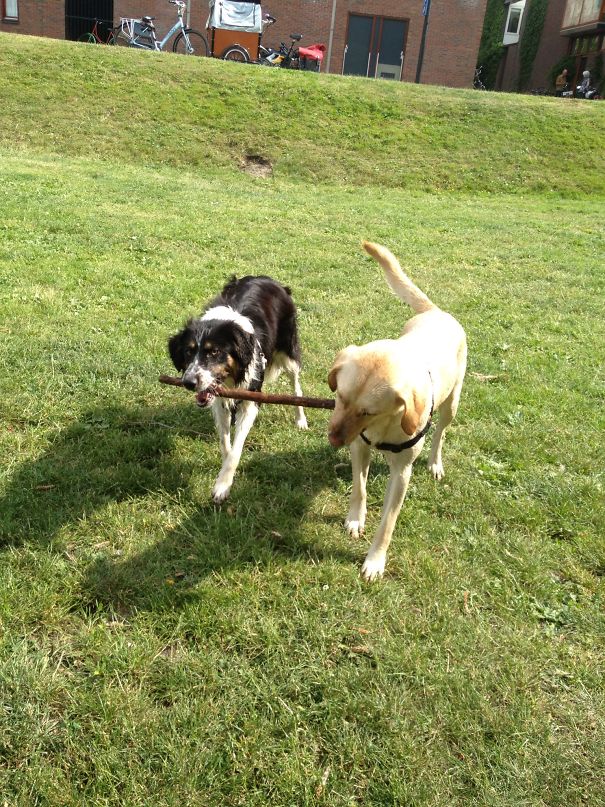 Friends Share A Stick.