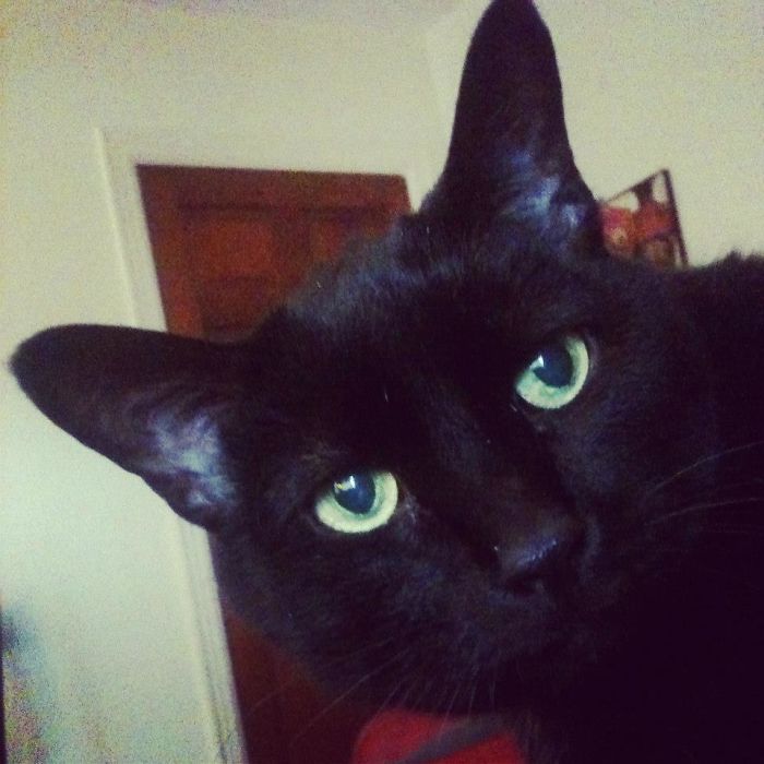 This Is Black Francis. I Had Him For 17yrs. One Day I Was Chilling On The Couch Messing With My Phone And He Popped In For The Pic.