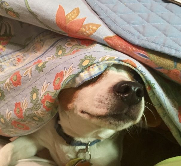 Guess Who's Coming To Dinner.