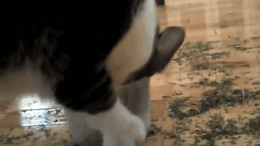 Ernesto Got Into The Catnip While We Were Sleeping