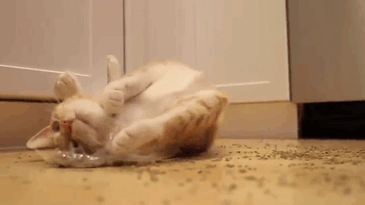 City The Kitty Gets Frisky From His Catnip