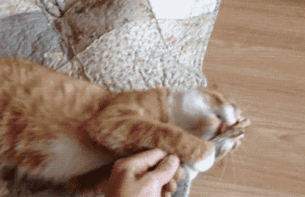 Cat Is Obsessed With A Catnip Stick