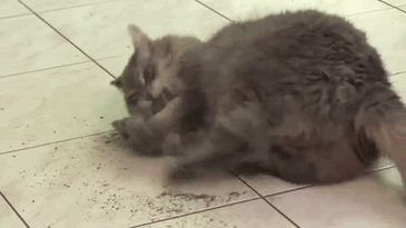 High Cat Wants More Catnip