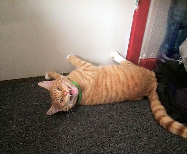 We Made The Mistake Of Giving Dj Strawberry Catnip