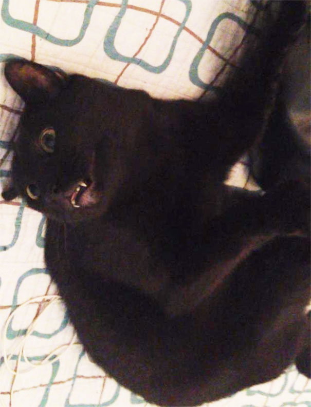 After Giving My Cat Some Catnip, She Made This Face For A Good Minute