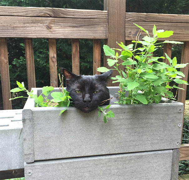Forgot I Had Catnip Growing