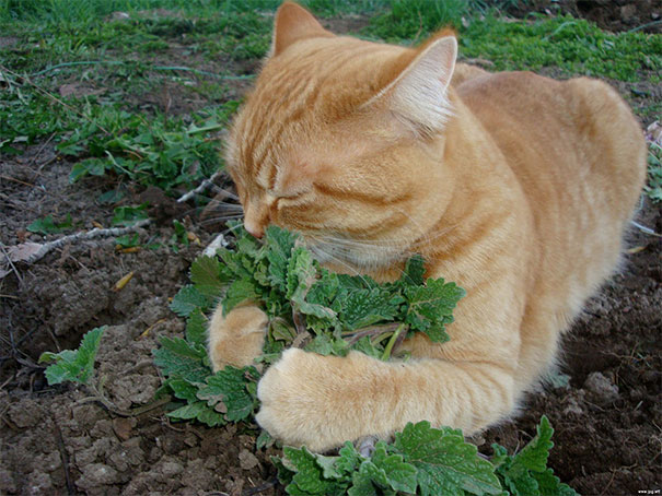 Genovese And Her Spring Catnip