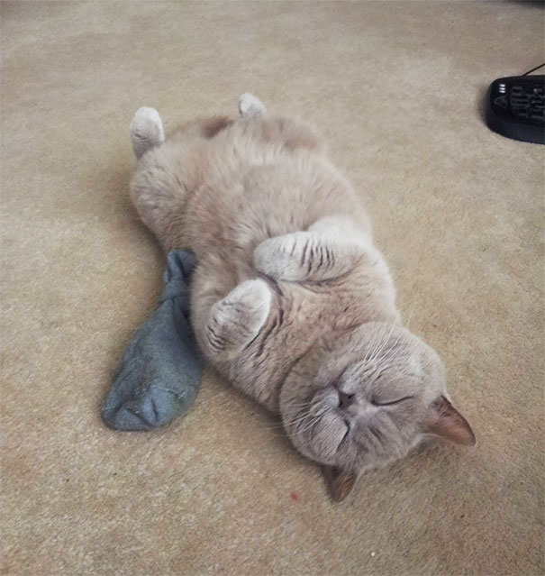 Catnip. One Helluva Drug