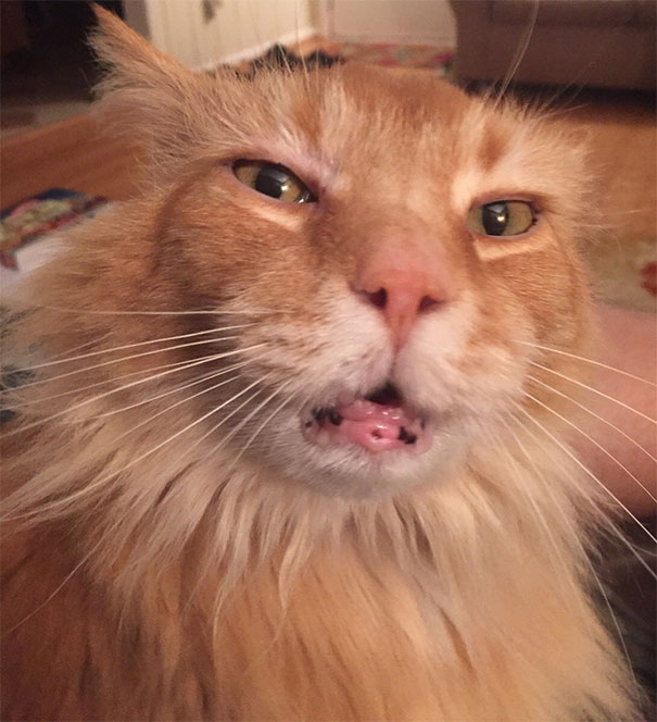 My Cat After A Friend Gave Us Some Homegrown Catnip