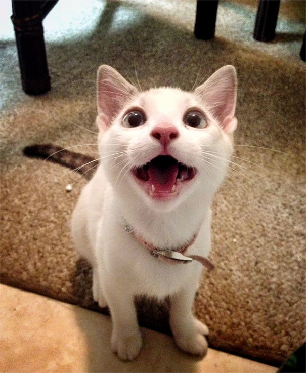 Flying Like An Eagle (1st Catnip Trip)