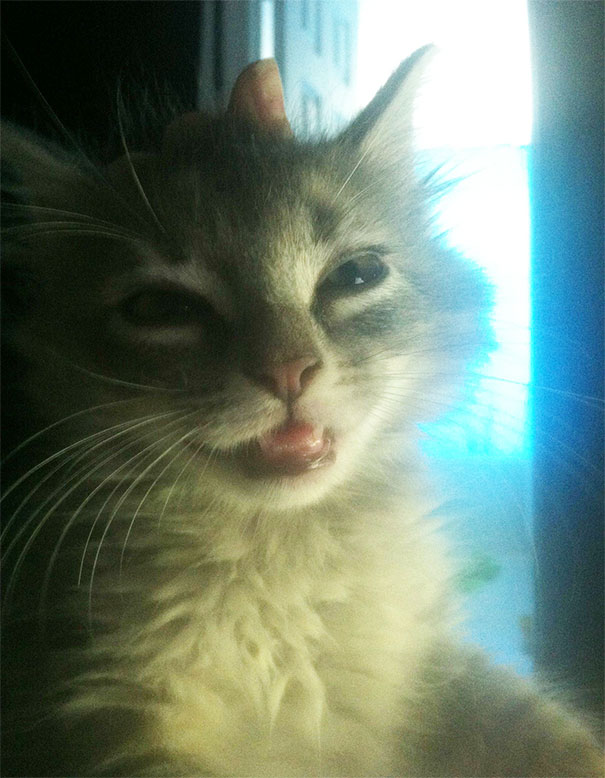 Spaghetti's First Catnip Experience