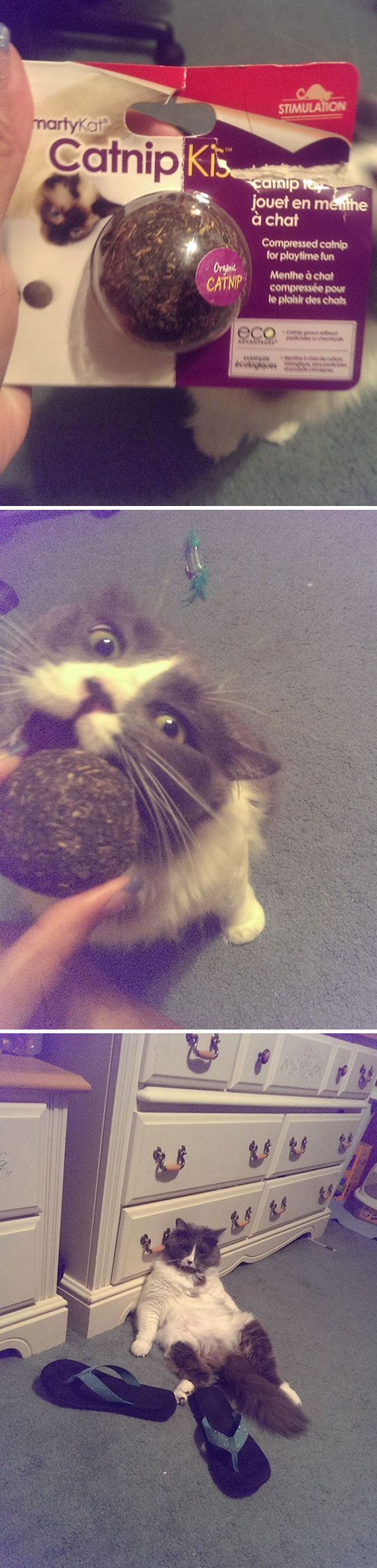 My Sister Decided To Give Her Cat Some Catnip