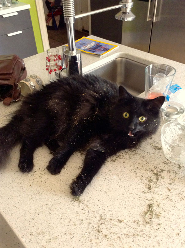 Came Downstairs The Other Morning And Found My Cat Literally Rolling In Catnip