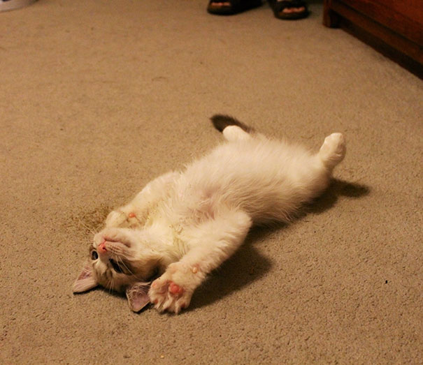 I Gave My Kitten Cat Nip For The First Time