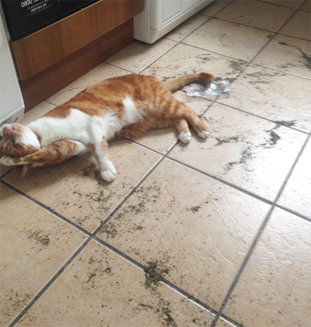 'Yeah I Got Into The Cat Nip... Deal With It'