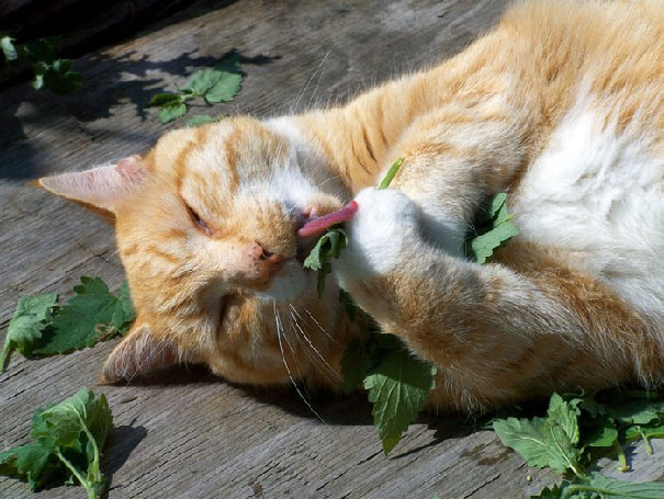 Catnip Paradise