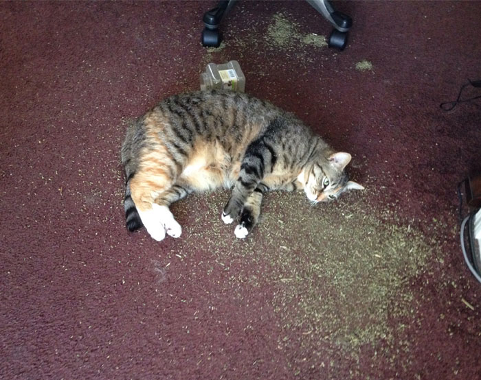 10+ Veces que los gatos encontraron la hierba gatera y dejaron de funcionar