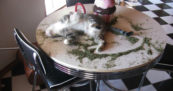 128 Times Cats Found Catnip, And Cat.exe Stopped Functioning