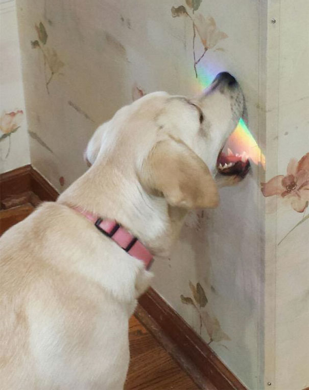 What Did We Do To Deserve Dogs