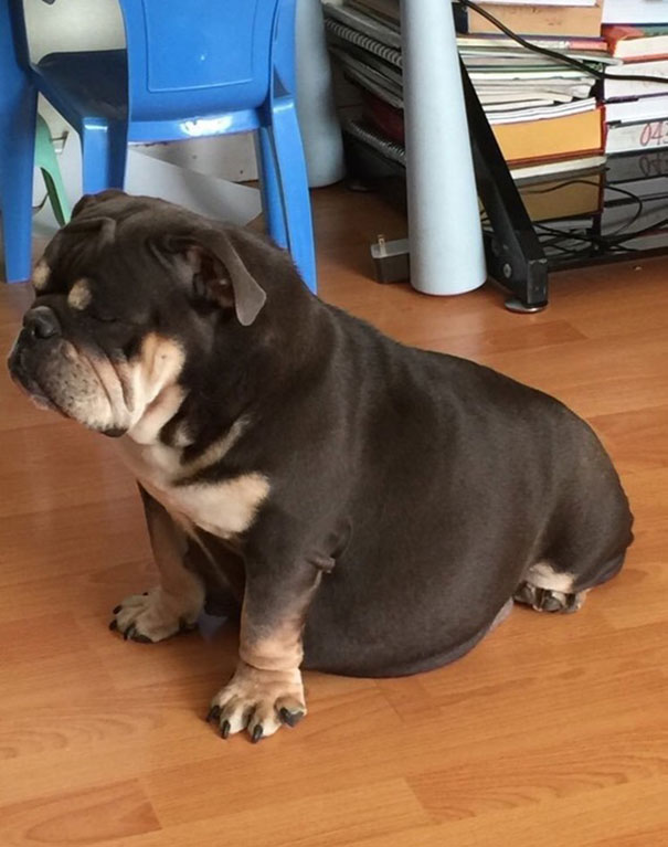 My Dog Is Pregnant And This Is How She Sleeps