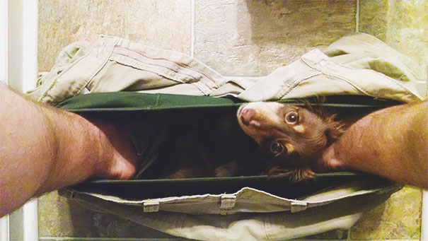 This Is What My Dog Does Every Time I Go To The Bathroom