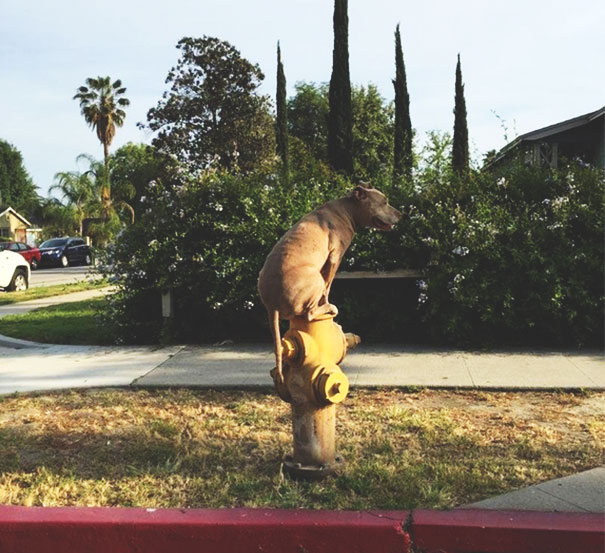 Came Home To Find My Neighbor's Dog Like This