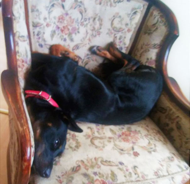 She Refuses To Accept She's No Longer A Little Puppy