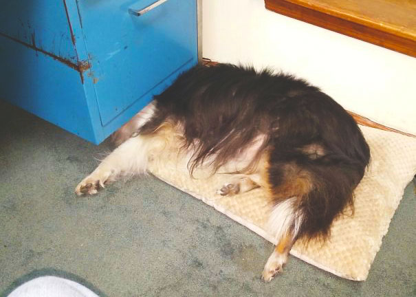 She Likes To Sleep With Her Head Under The Desk