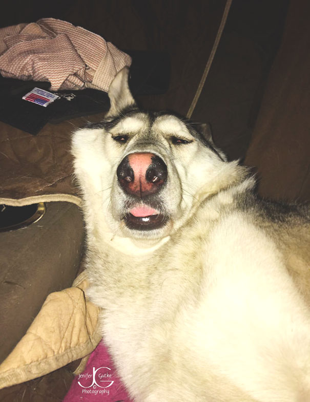 She Is A Regal, Dignified German Shepherd Who Guards Our House... When Not Fast Asleep