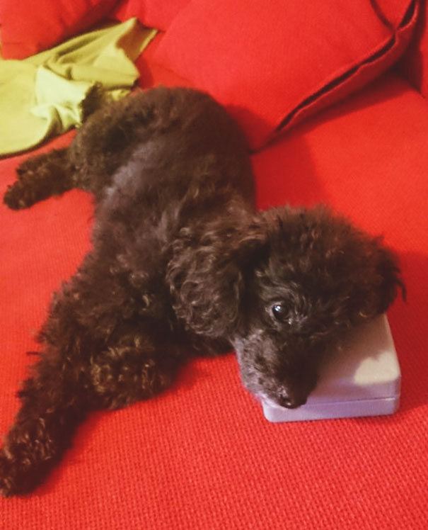 The Best Pillow Is A Plastic Box