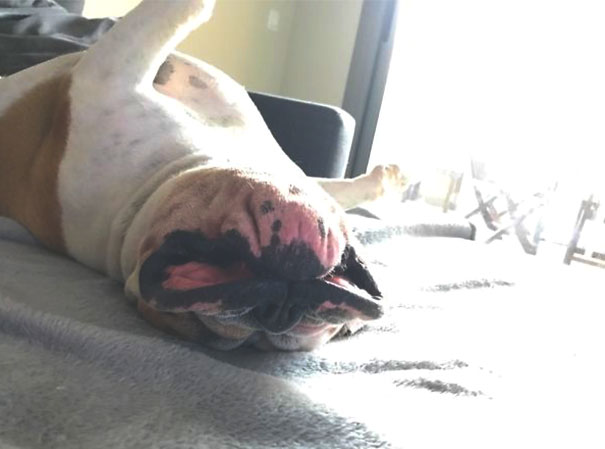 My Bulldog's Daily Nap Position
