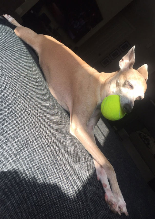 Our Silly Pup Always Falls Asleep With Her Favourite Toy