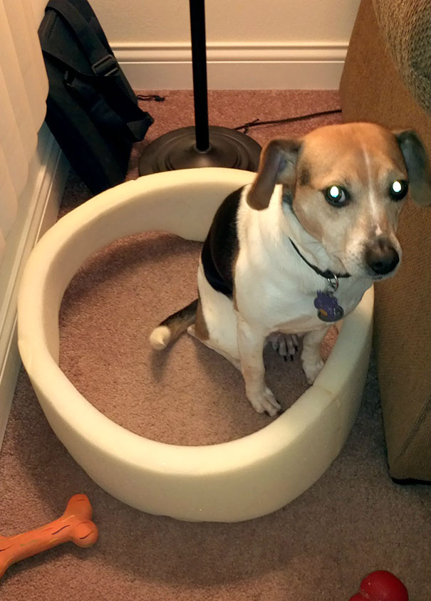 My Dog Every Time I Wash His Bed