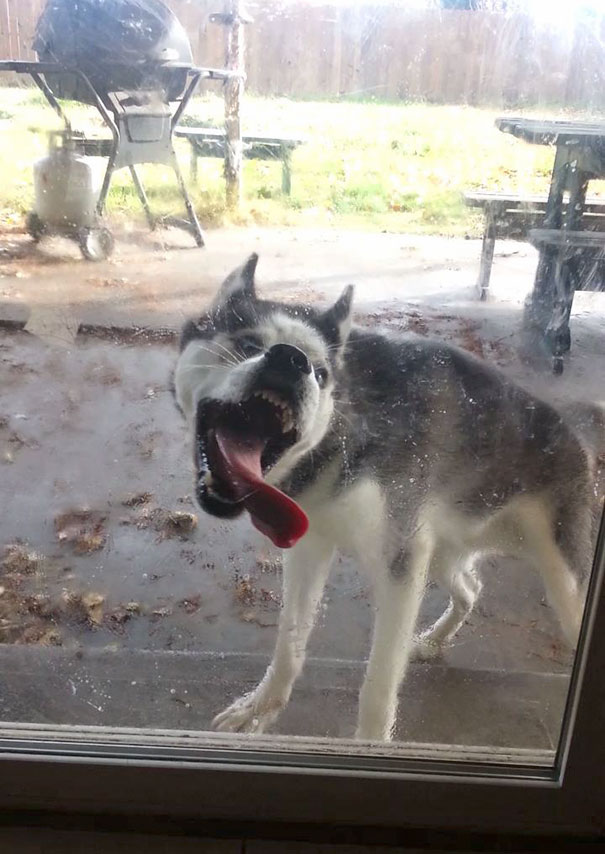 My Dog Trying His Hardest To Lick And Chew Through The Glass Back Porch Door