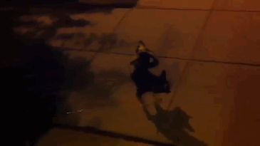 Oscar... My Very Weird, Handstand Peeing Dog